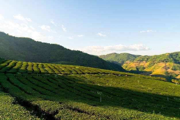 Tea plantation and green tea plantation