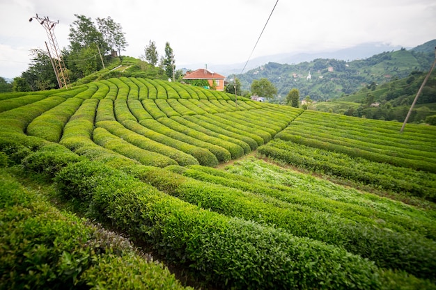 Tea Plantation Landscape, Rize, Turkey