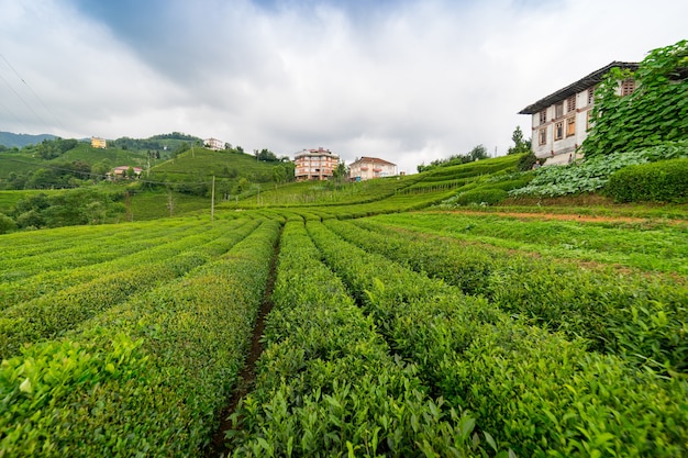 Tea Plantation Landscape, Rize, Turkey