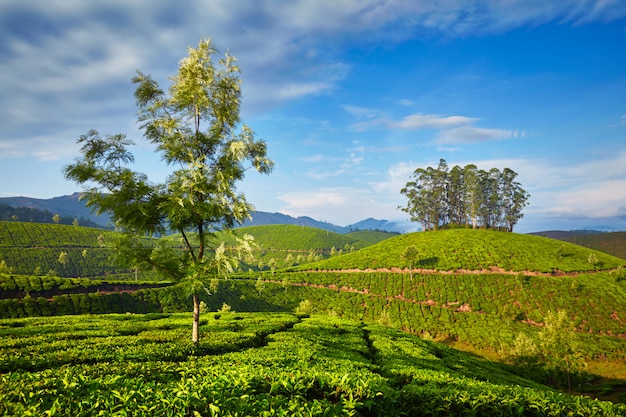 Tea plantation in the morning, India