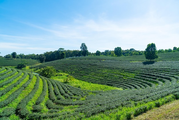 Tea plantation on mountain in morning