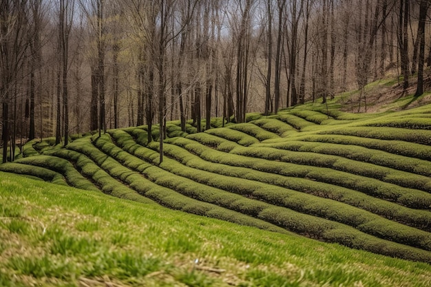 A tea plantation in the mountains of new hampshire