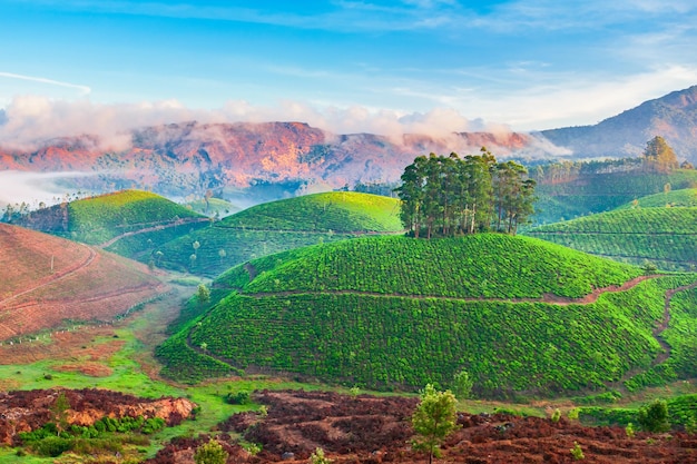 Tea plantation nature background landscape