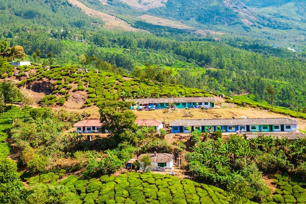 Tea plantation nature background landscape