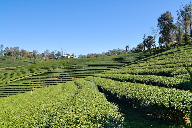 Tea Plantation planted on mountain