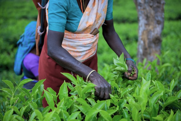 Tea plantation in Sri Lanka