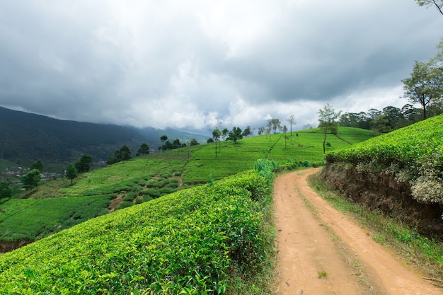 Tea plantation in Sri Lanka