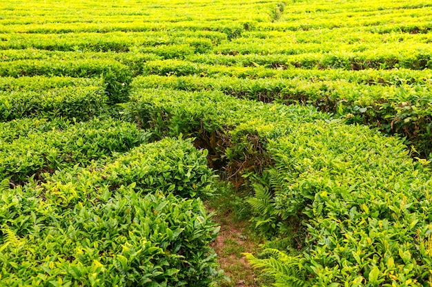 Tea plantation in summer Beautiful summer landscape Abstract green nature background