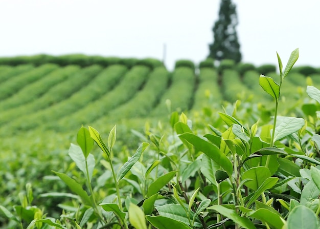 Tea plantation on the top of the mountain