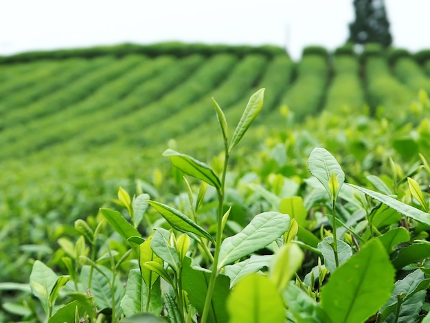 Tea plantation on the top of the mountain