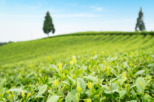 Tea plantation on the top of the mountain