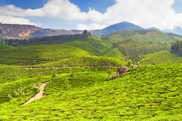 Tea plantation