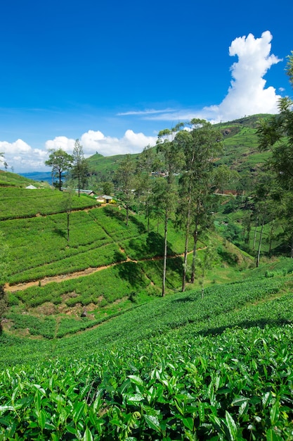 Tea plantation