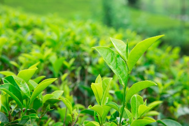 Tea plantation