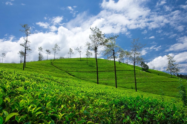 Tea plantation