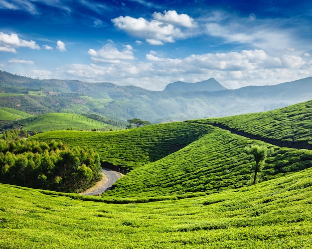 Tea plantations, Munnar, Kerala state, India