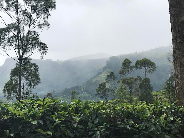 Tea plantations in sri lanka High quality photo