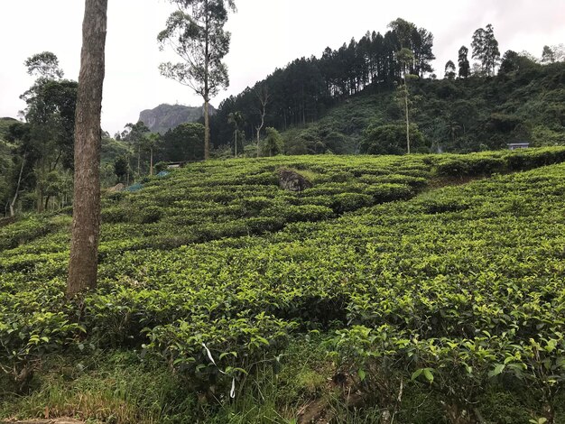 Tea plantations in sri lanka High quality photo