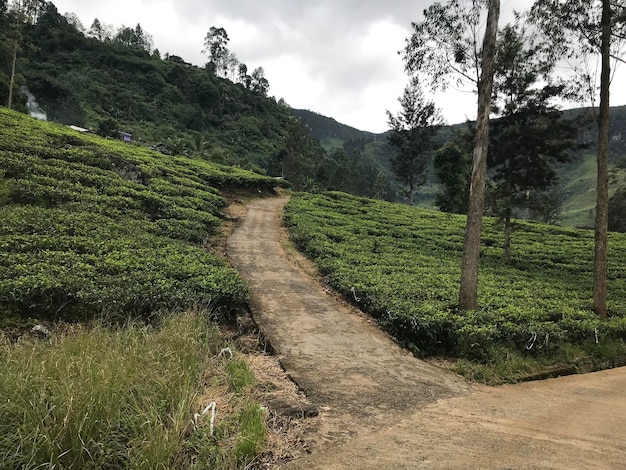 Tea plantations in sri lanka High quality photo