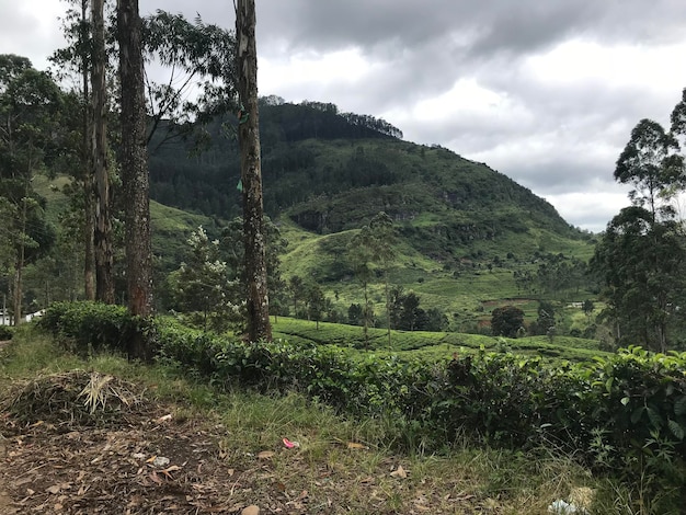 Tea plantations in sri lanka