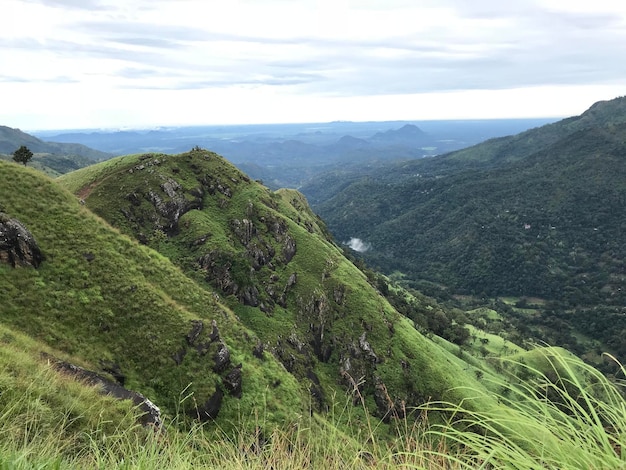 Tea plantations in sri lanka