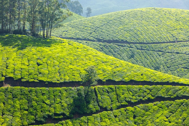 Tea plantations