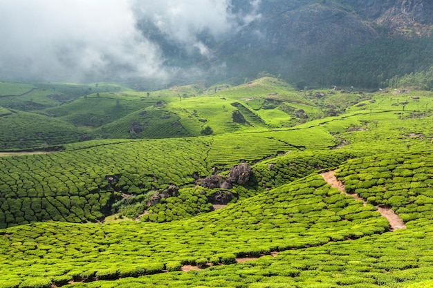 Tea plantations