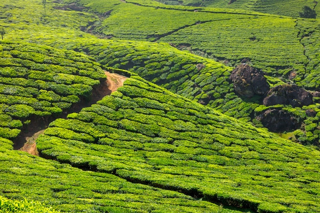 Tea plantations