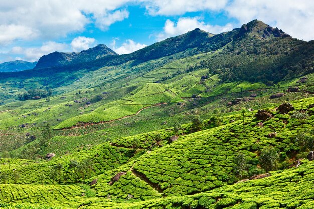 Tea plantations