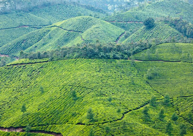 Tea plantations