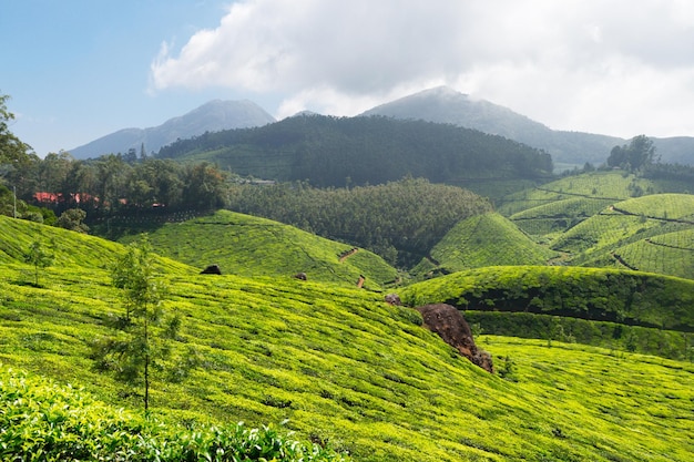 Tea plantations