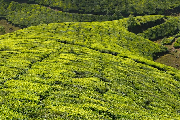 Tea plantations