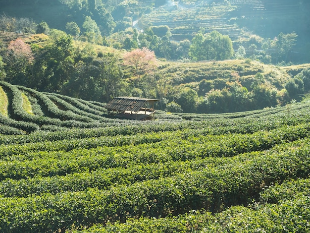 Tea Plantations