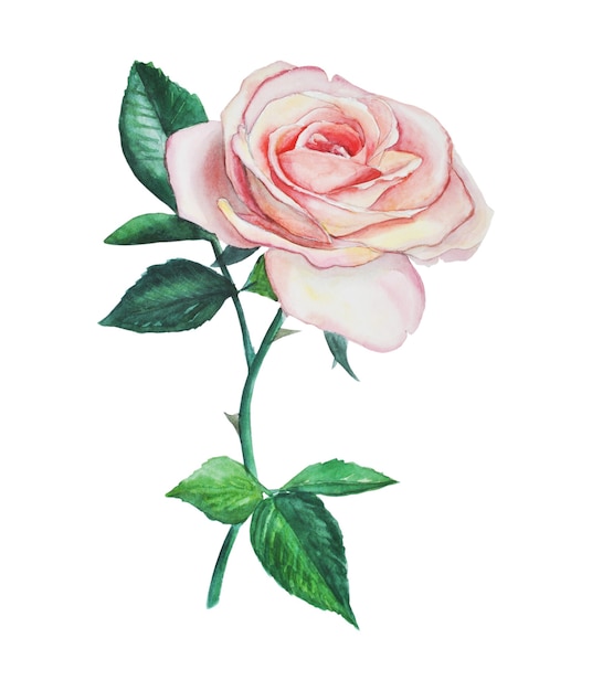 tea rose. botanical watercolor illustration