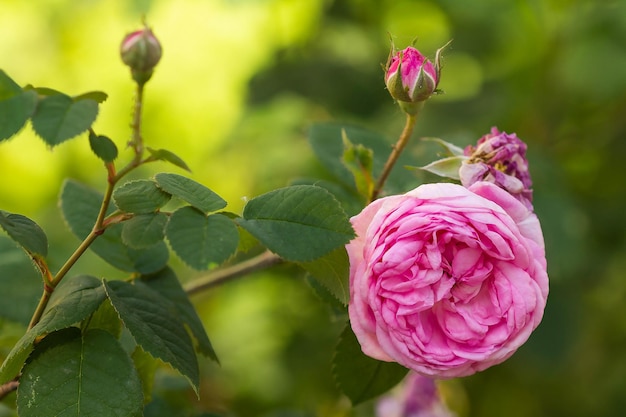 Tea rose pink flower on a background of green leaves