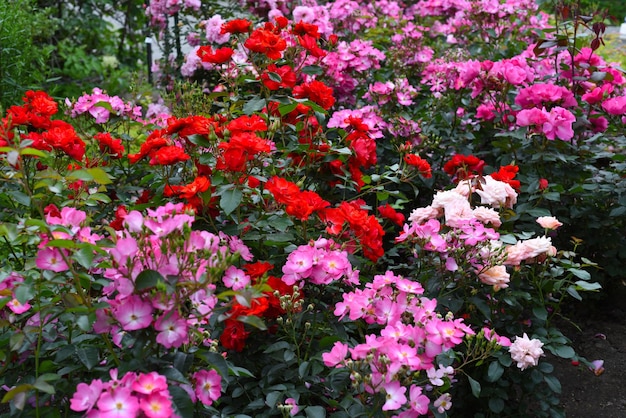 Tea rose with buds on green background