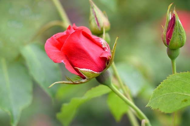 Tea rose with buds on green