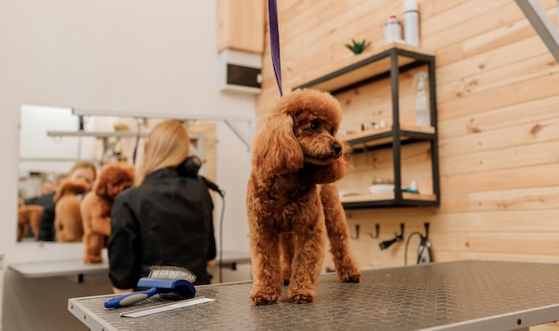 Teacup Poodle Dog on the grooming table waiting a haircut from professional groomer