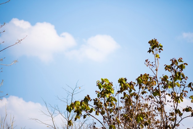 Photo a teak tree with almost all the leaves falling off against a sky and cloud background.