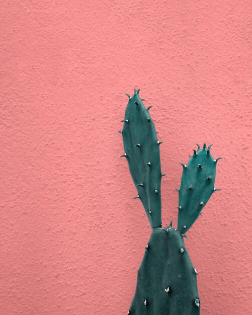 Teal vivid cactus as cute rabbit on pastel pink plaster wall background Natural tropical plant