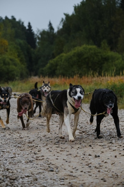 Team of northern sled dog breed trains in autumn cloudy weather Team of Alaskan huskies runs forward