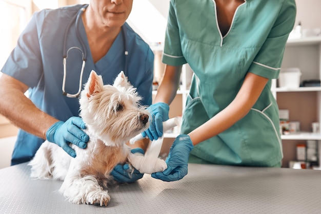 team of two veterinarians in work uniform bandaging a paw of a dog lying on the table at clinic