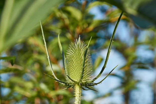 Teasel lat Dipsacus blooms in the garden