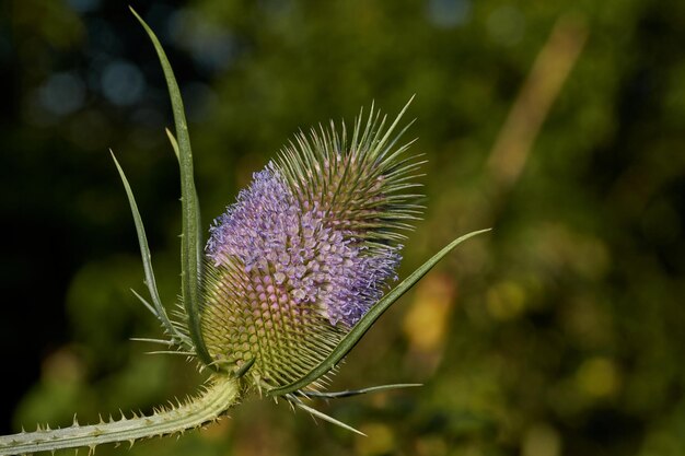 Teasel lat Dipsacus blooms in the garden