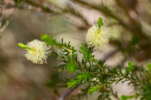 TeaTree Narrowleaved Paperbark fluffy flower on a tree branch