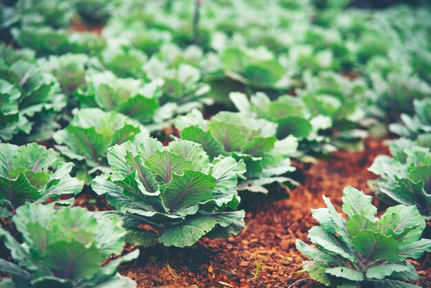 Technology for growing vegetables in greenhouses