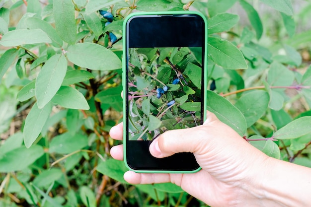 Technology Smart Farming and Innovation Agricultural Concepts Honeysuckle branch with blue ripe berries on smartphon screen