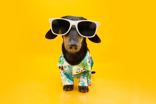 Teckel dog summer Funny puppy wearing sun glasses and shirt Isolated on yellow background