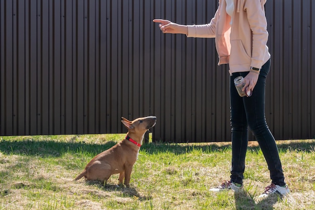 Photo teen age girl training her miniature bull terrier dog outdoors puppy during obedience training out