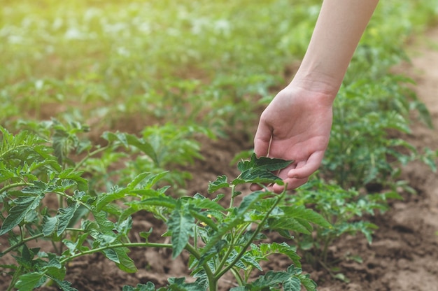 Teen girl touches hands with green plants in the garden